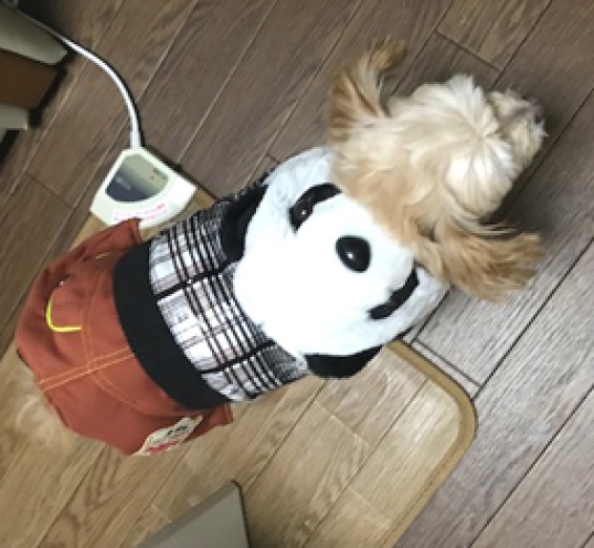 パンダの服