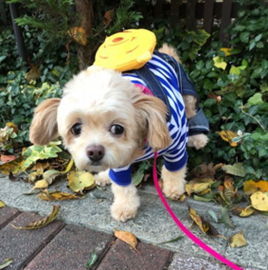 プーサンリュック