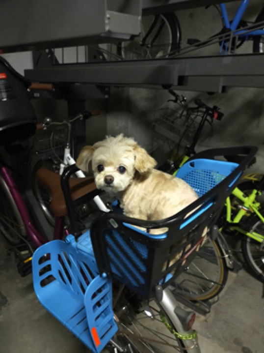 マナチャン自転車